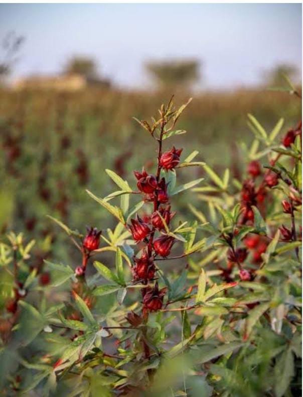 HIBISCUS DRY