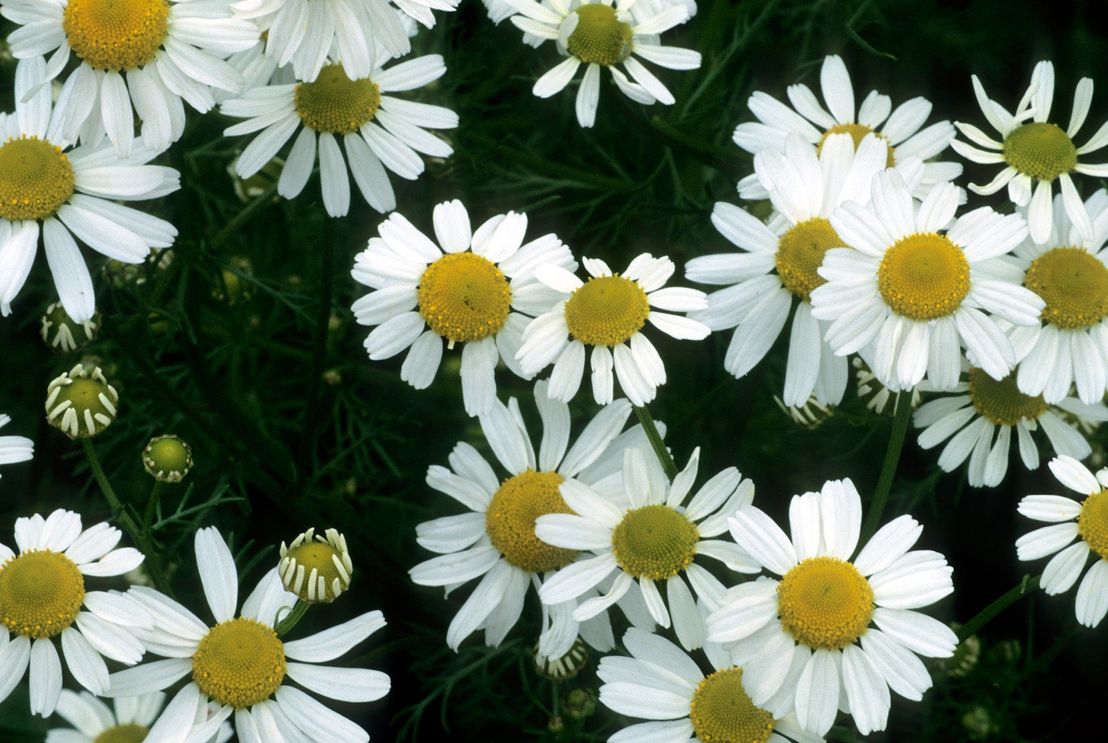 CHAMOMILE