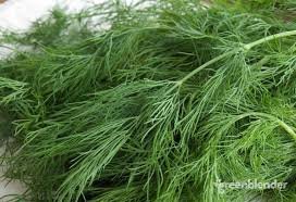 Dill