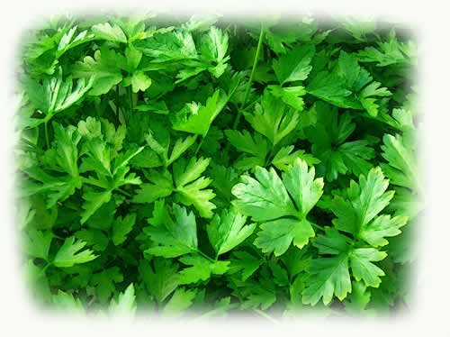 Coriander